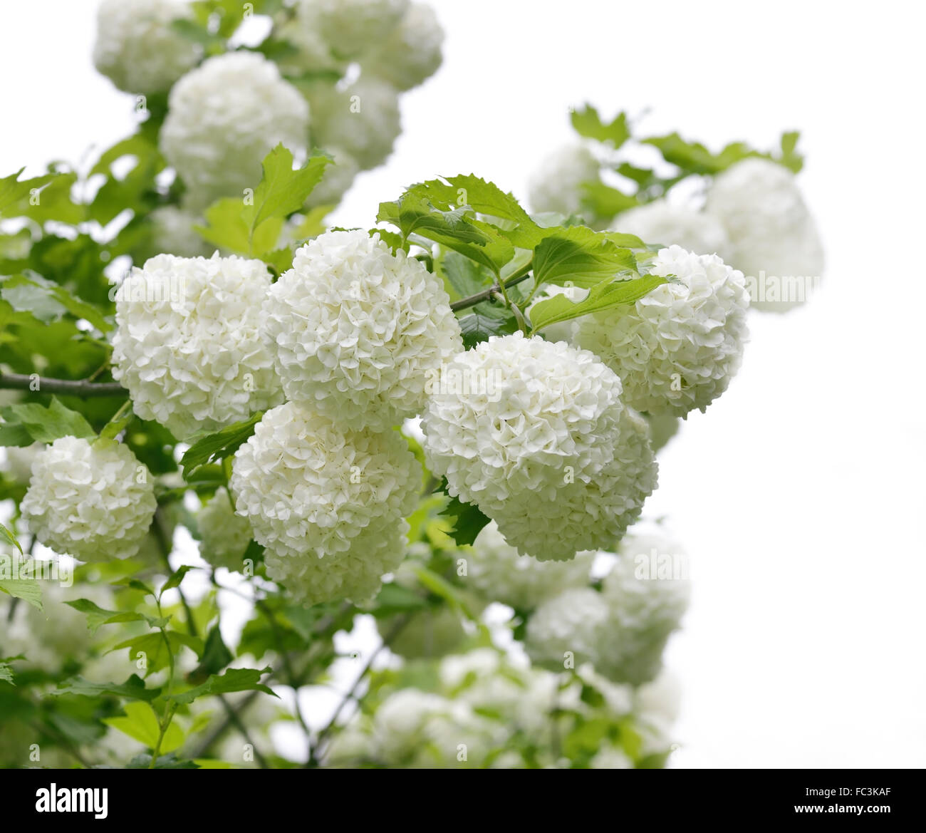 Snowball Bush Stockfoto