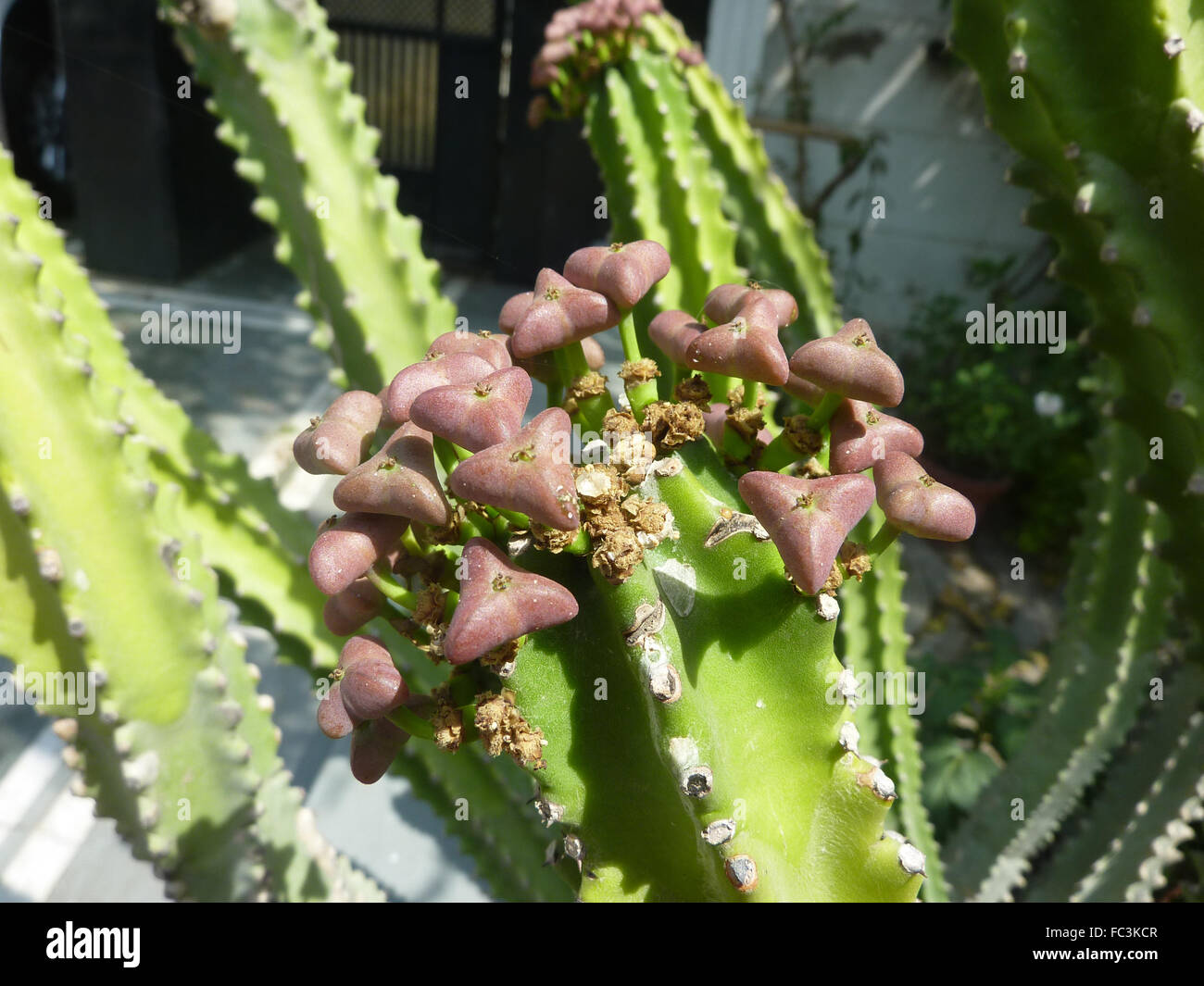 Euphorbia Royleana mit 5-7 abgewinkelten Cactus wie Stämme mit Stacheln entlang Winkeln, verlässt großer Löffel geformt Himalaya-Anlage Stockfoto