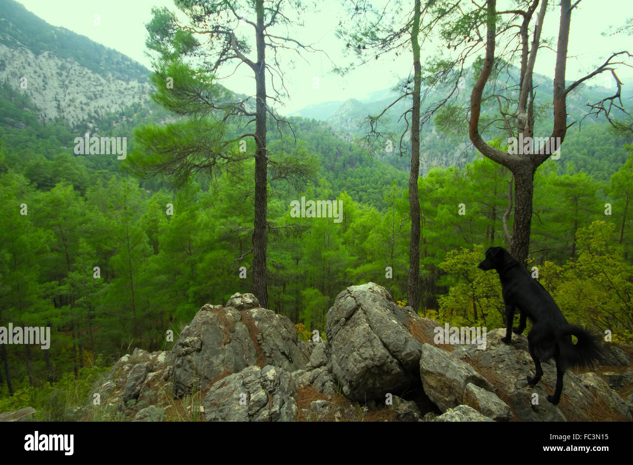 Assistenz-Hund unter die Berglandschaft Stockfoto