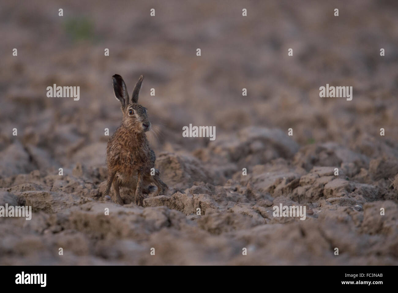 Braune Hare / Europäische Hasen / Feldhase (Lepus Europaeus) sitzt auf einem Feld, Tau nass, sieht rund, bereit zur Flucht. Stockfoto