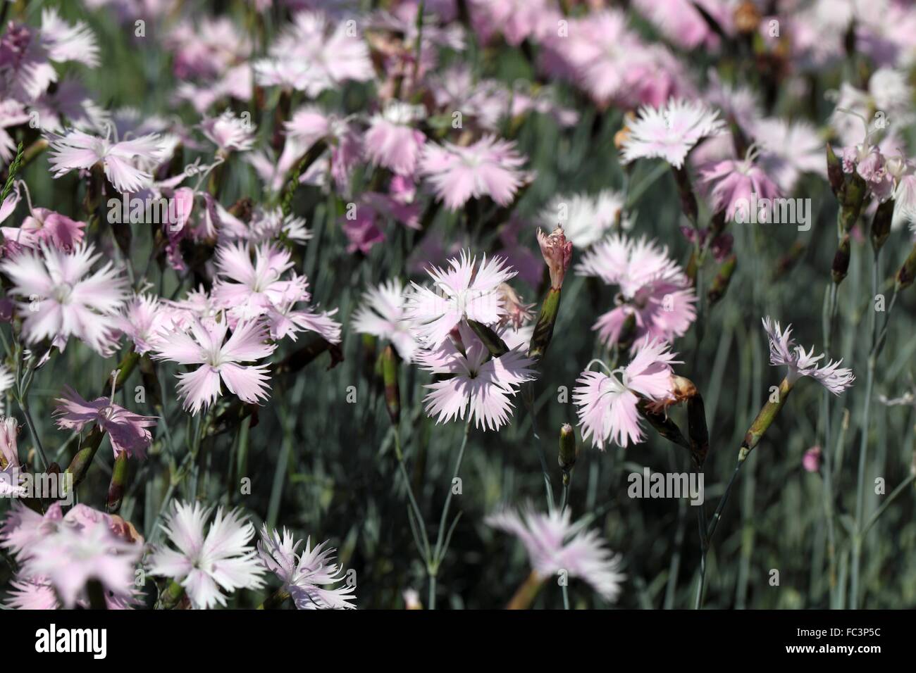 Cheddar Pink (Dianthus Gratianopolitanus) Stockfoto