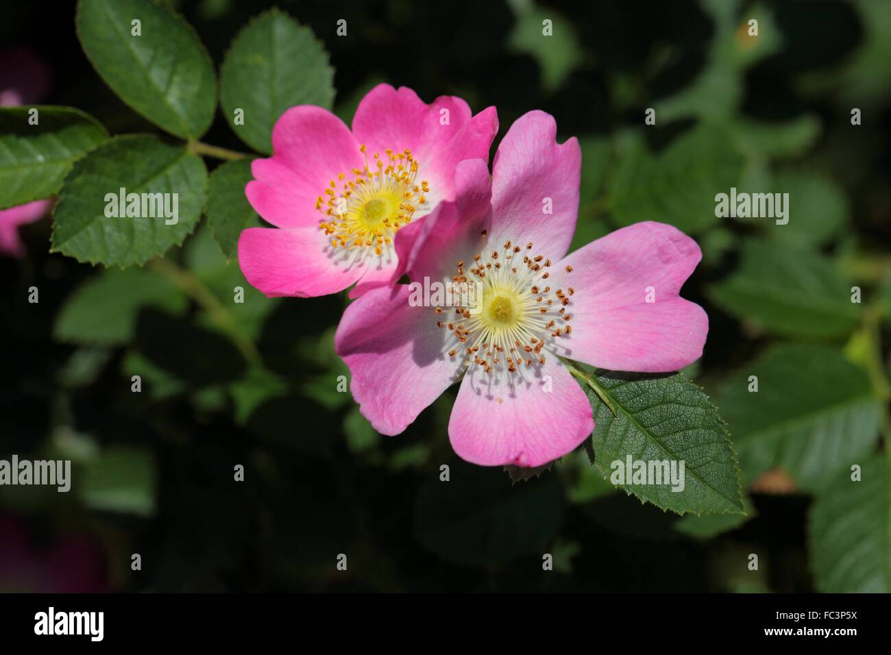 Sweet Briar Rose (Rosa Rubiginosa) Stockfoto