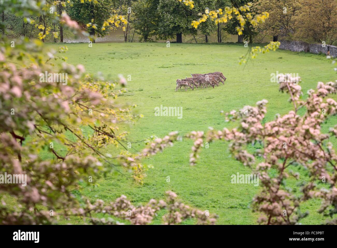 Eine Herde Damhirsche im Wald Stockfoto