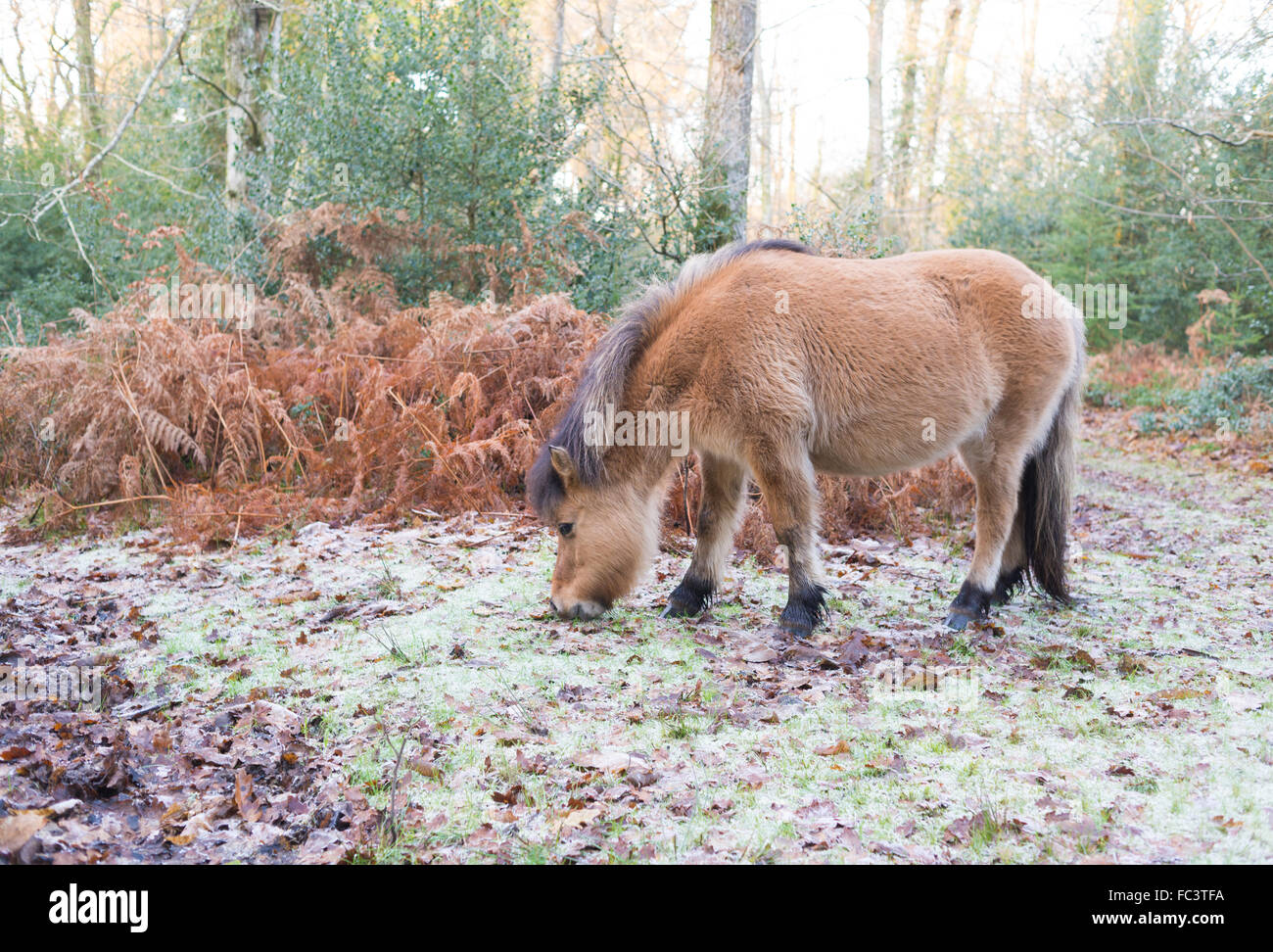 New Forest Pony an einem Wintermorgen in Hampshire, Großbritannien, mit Frost bedeckt Stockfoto