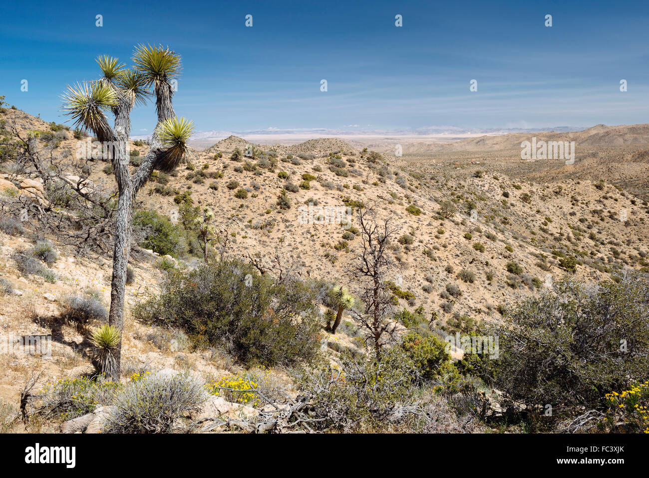 Wandern entlang des Weges zu Warren Gipfel im Joshua Tree Nationalpark, Kalifornien Stockfoto