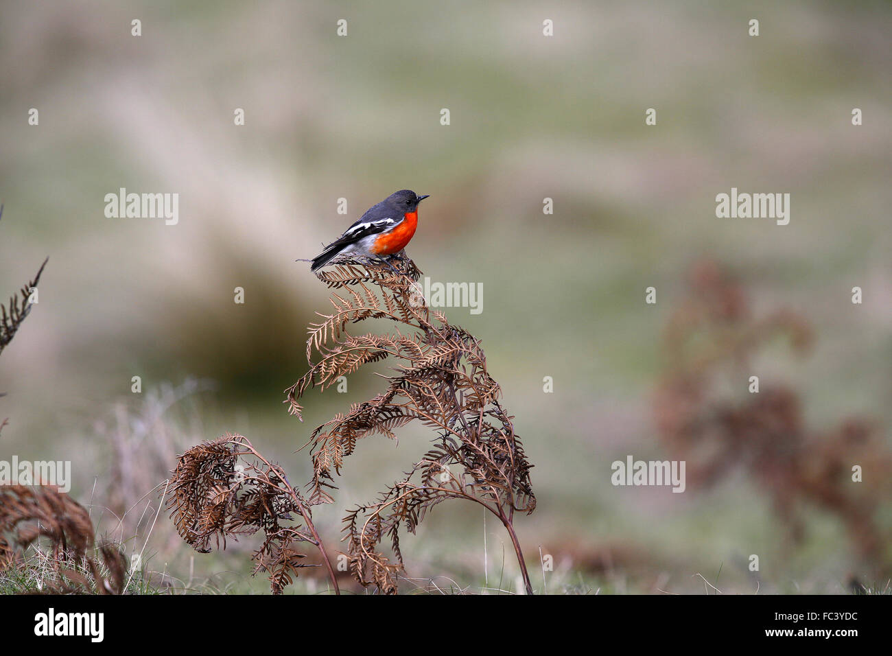 Flamme Robin, Petroica Phoenicea, Männlich Stockfoto