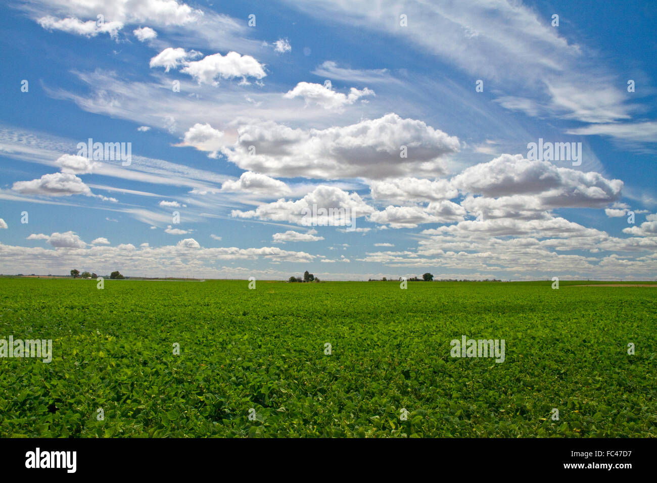 Soja-Bohnen-Ernte in der Nähe von Moses Lake, Washington, USA. Stockfoto