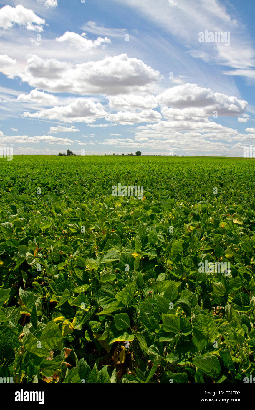 Soja-Bohnen-Ernte in der Nähe von Moses Lake, Washington, USA. Stockfoto