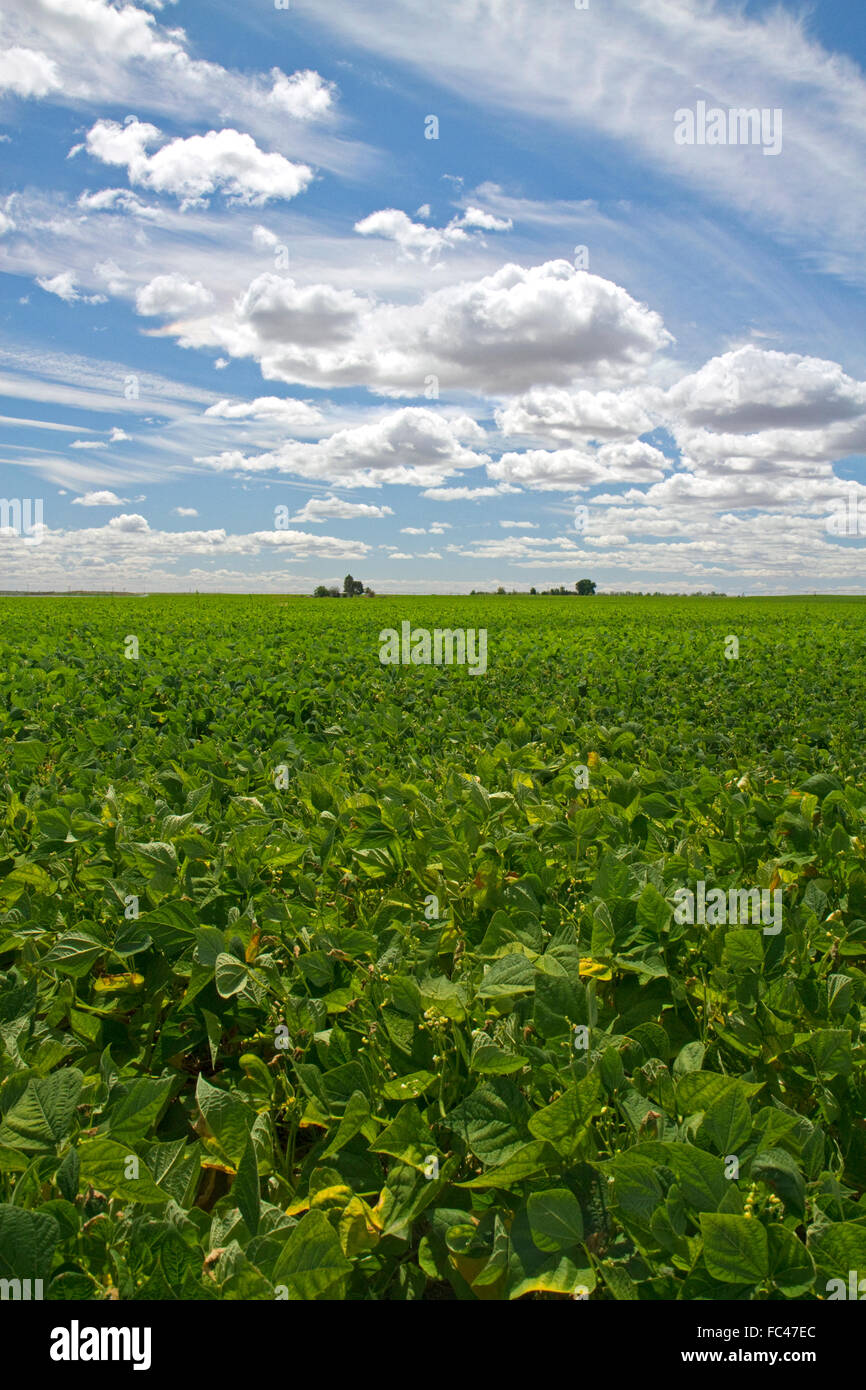 Soja-Bohnen-Ernte in der Nähe von Moses Lake, Washington, USA. Stockfoto