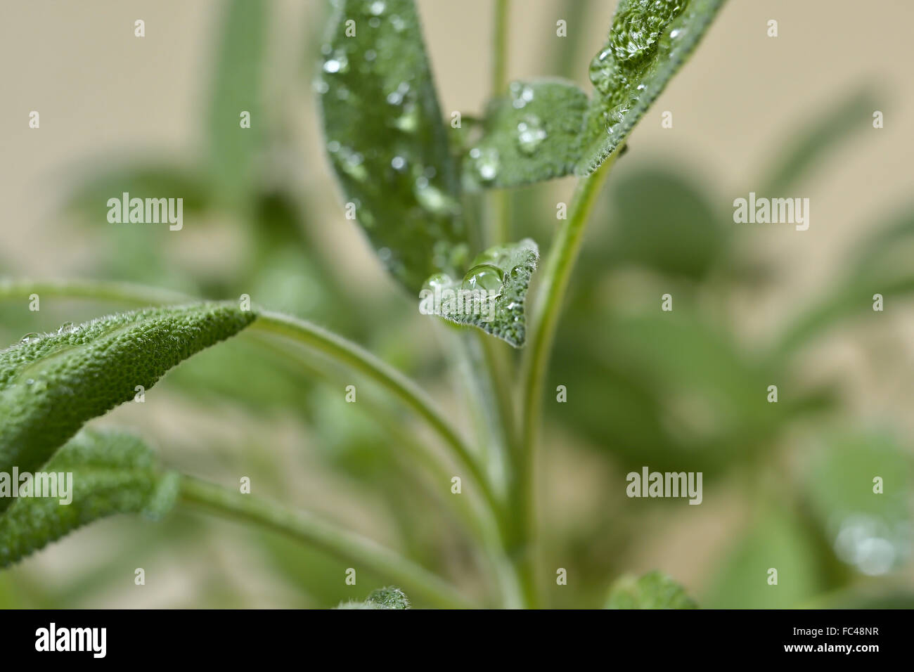 Salbei Pflanze nach einem Regen in den Garten Stockfoto