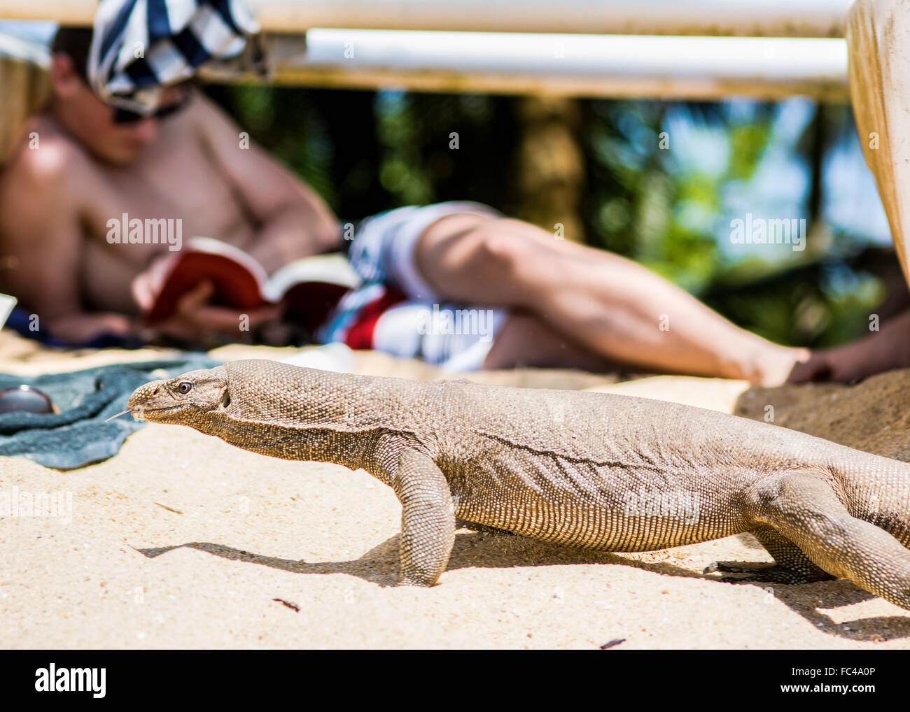 Ein Mann liest ein Buch während Sie auf Urlaub in Sri Lanka ein Waran zwar beruhigt Spaziergänge vorbei am weißen Sandstrand neben ihm. Stockfoto