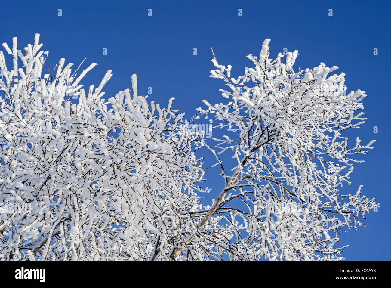 Zweigen und Ästen der Baumkrone Moorbirke (Betula Pubescens) in Raureif im Winter überdacht Stockfoto