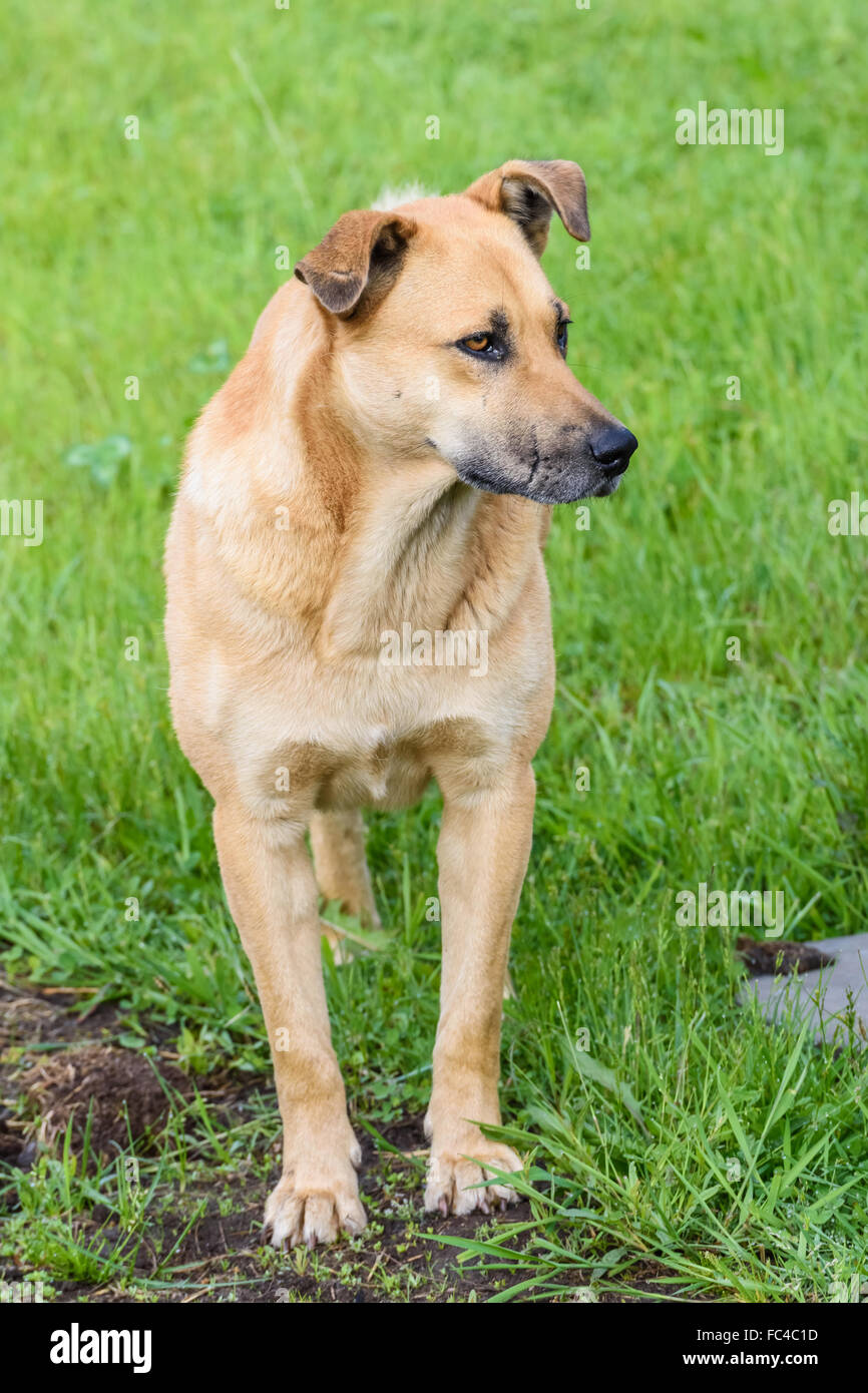 große rote Hund Stockfoto