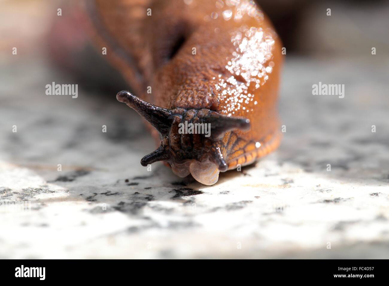 Spanische Slug Stockfoto