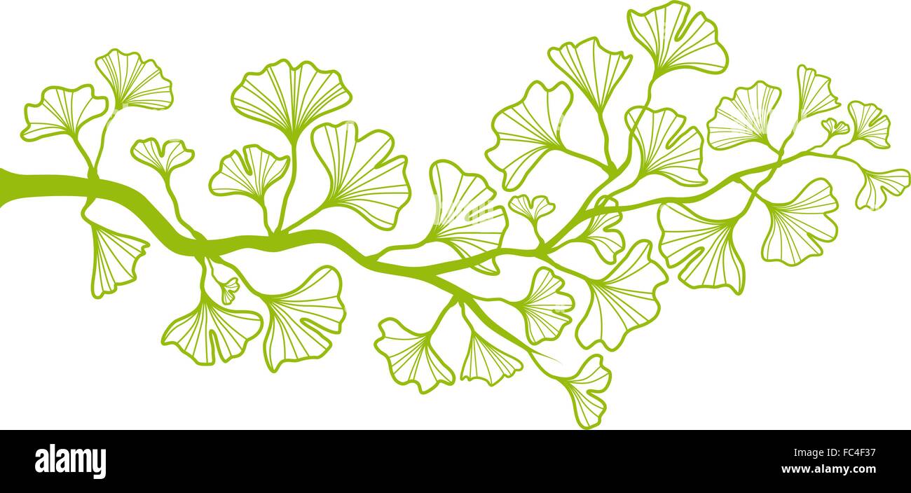 Ginkgo-Baum-Zweig mit grünen Blättern, Vektor-Hintergrund Stock Vektor