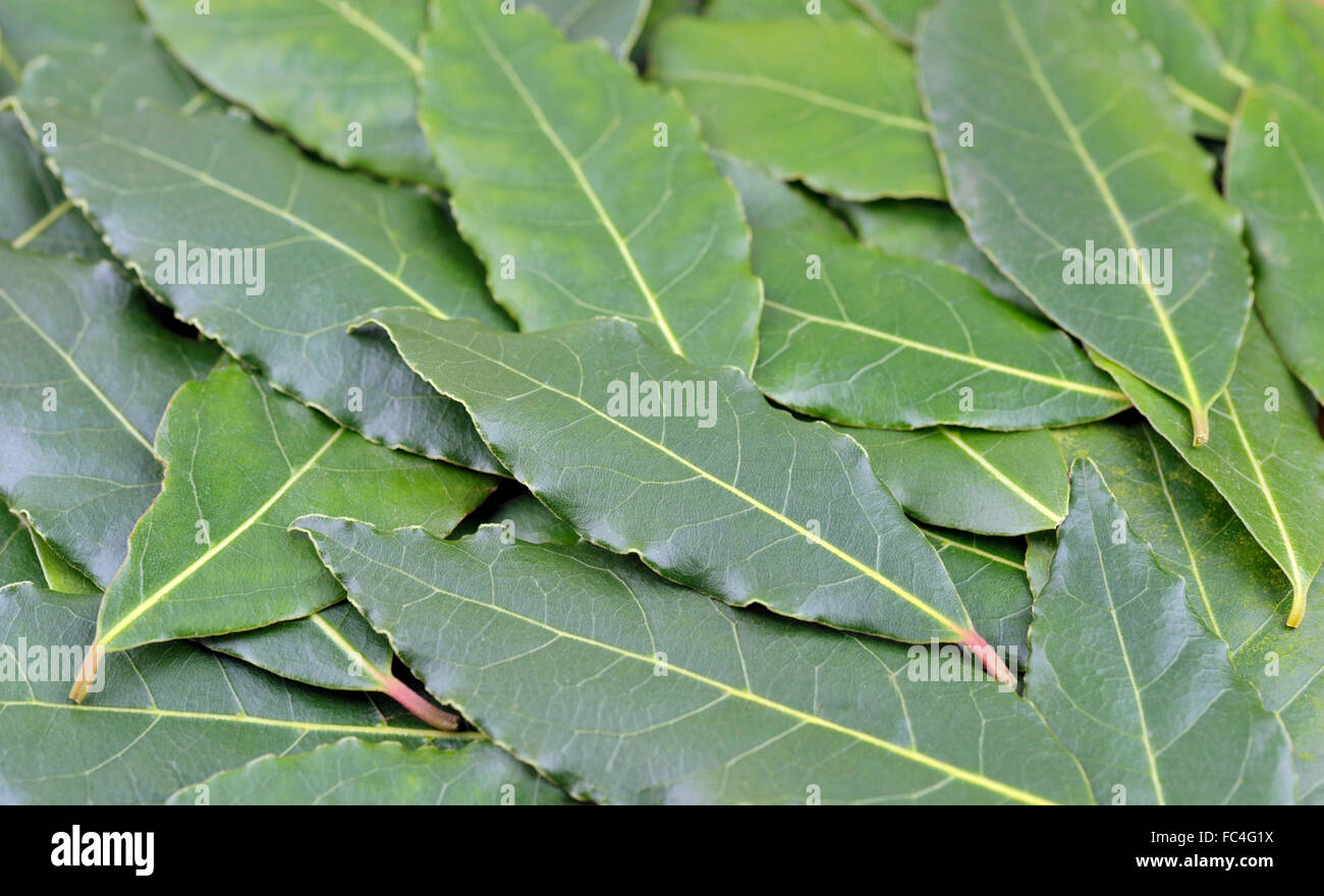 Frisch gepflückt Lorbeer, Laurus Nobilis oder Lorbeer Baum, für den Einsatz als kulinarische Zutat. Stockfoto