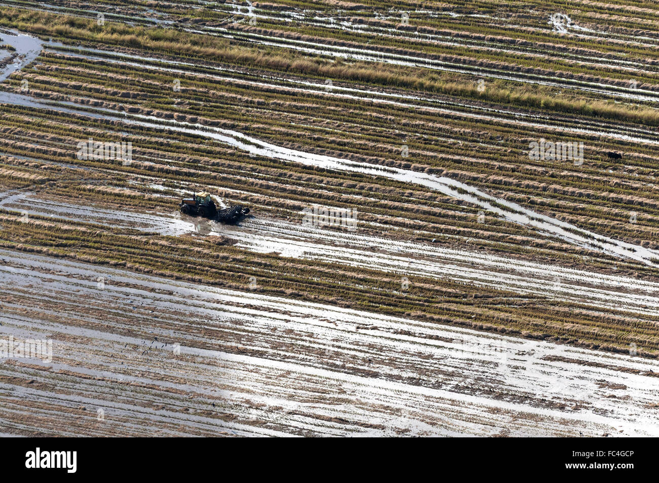 Luftaufnahme von Reis Plantage Stockfoto