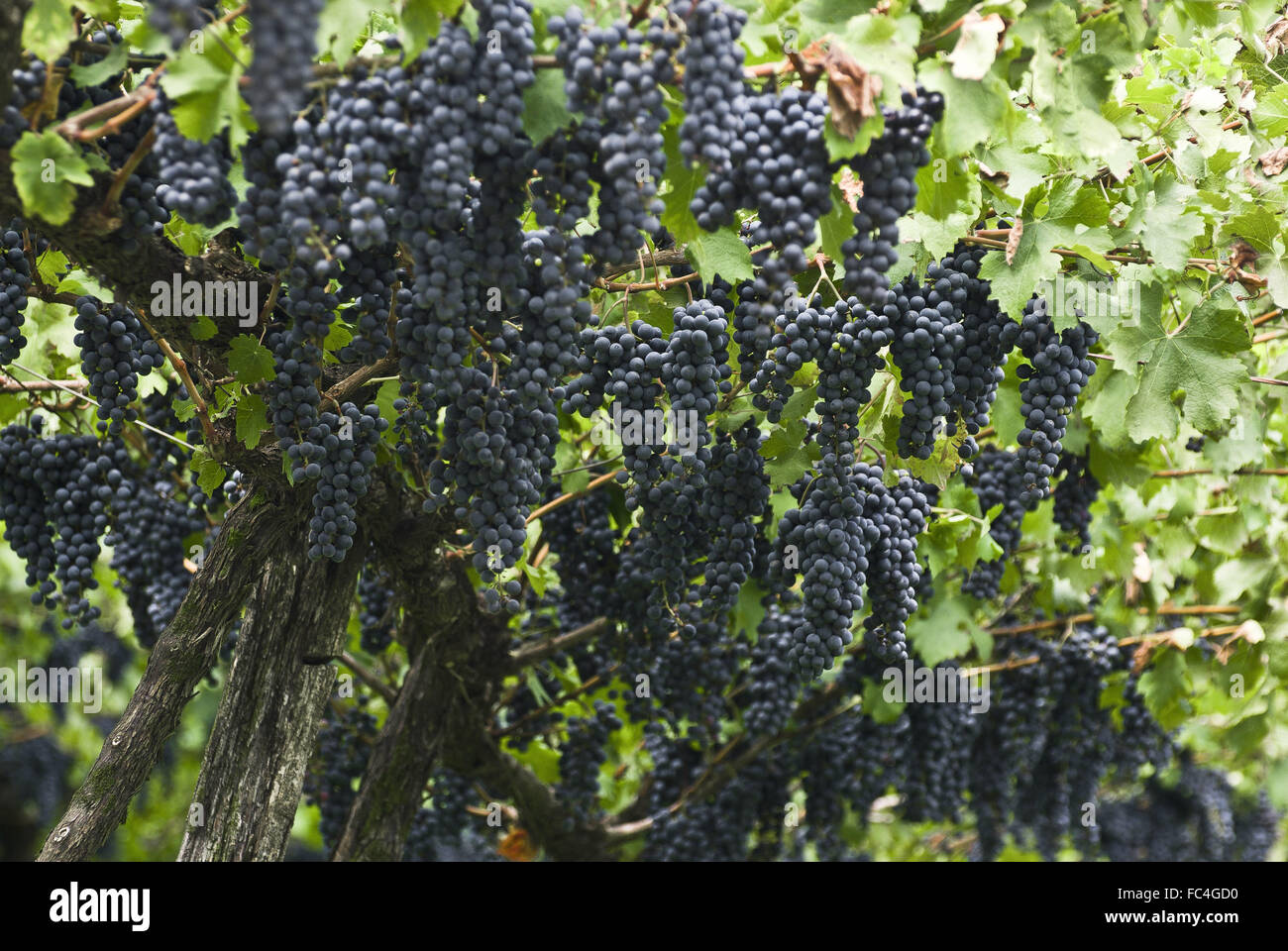 Pflanzung von Trauben Cabernet Sauvignon Stockfoto