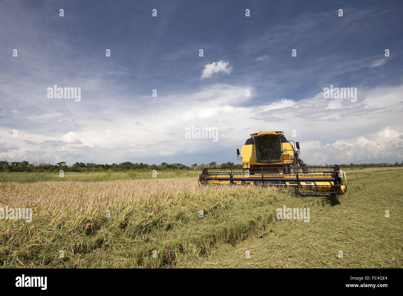 Mechanische Ernte von Reis Stockfoto