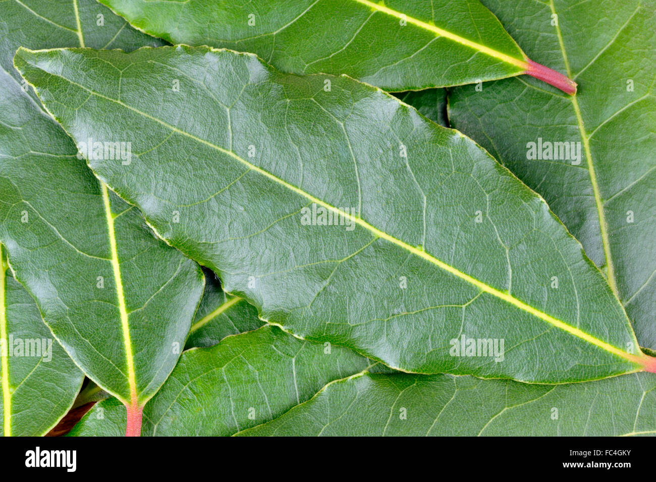 Frisch gepflückt Lorbeer, Laurus Nobilis oder Lorbeer Baum, zur Verwendung als Zutat in der Küche. Stockfoto
