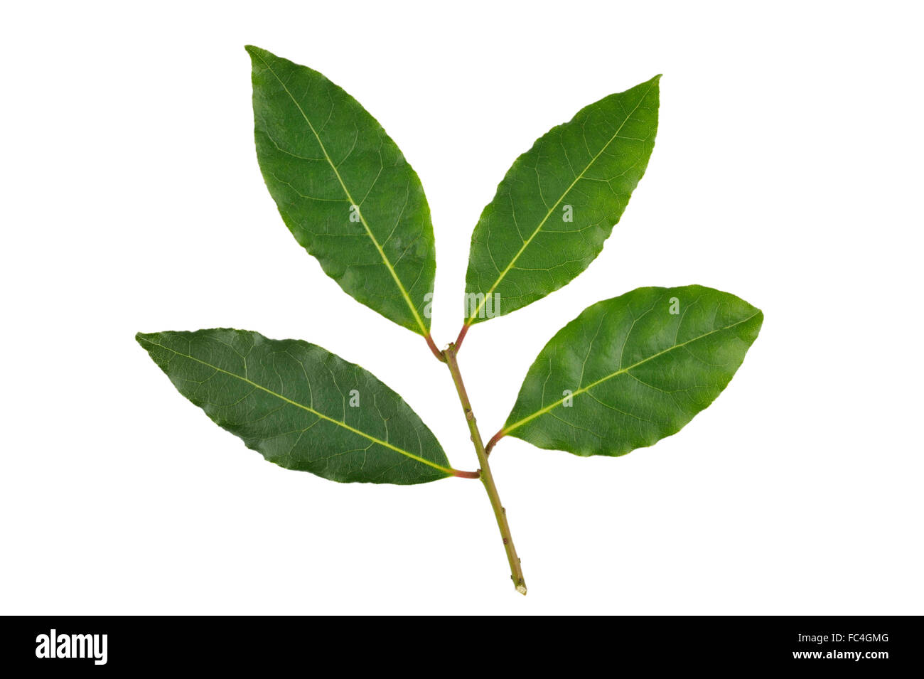 Frisch gepflückten Zweig Lorbeer, vom Laurus Nobilis oder Lorbeer Baum, für den Einsatz als ein Lebensmittel-Aroma. Stockfoto