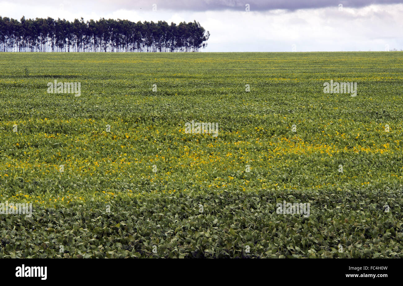 Monokultur Felder - Soja-Plantage Stockfoto