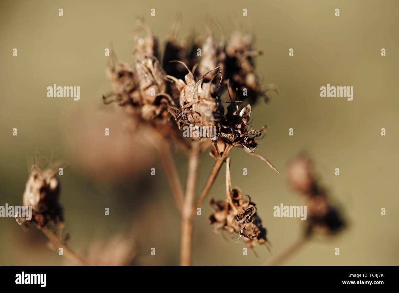 Botanik englischen Landschaftsgartens Eisblumen Winter Makro Stock Fotografie Stockfoto