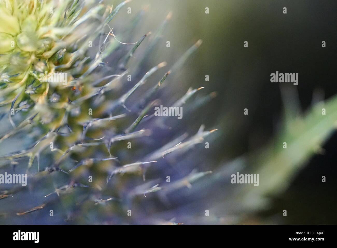 Botanik englischen Landschaftsgartens Eisblumen Winter Makro Stock Fotografie Stockfoto