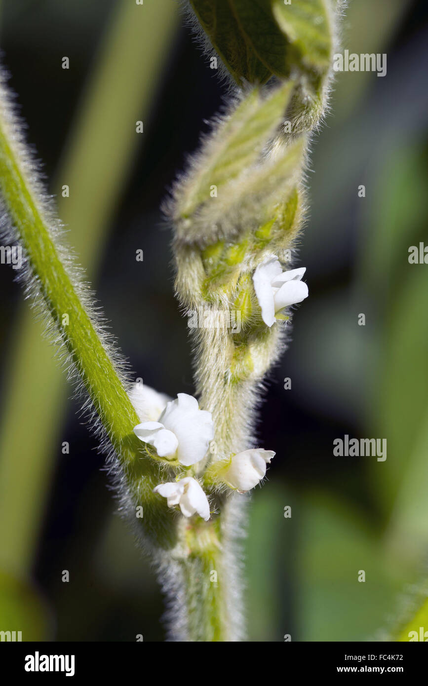 Blüte der angehende Soja Stockfoto