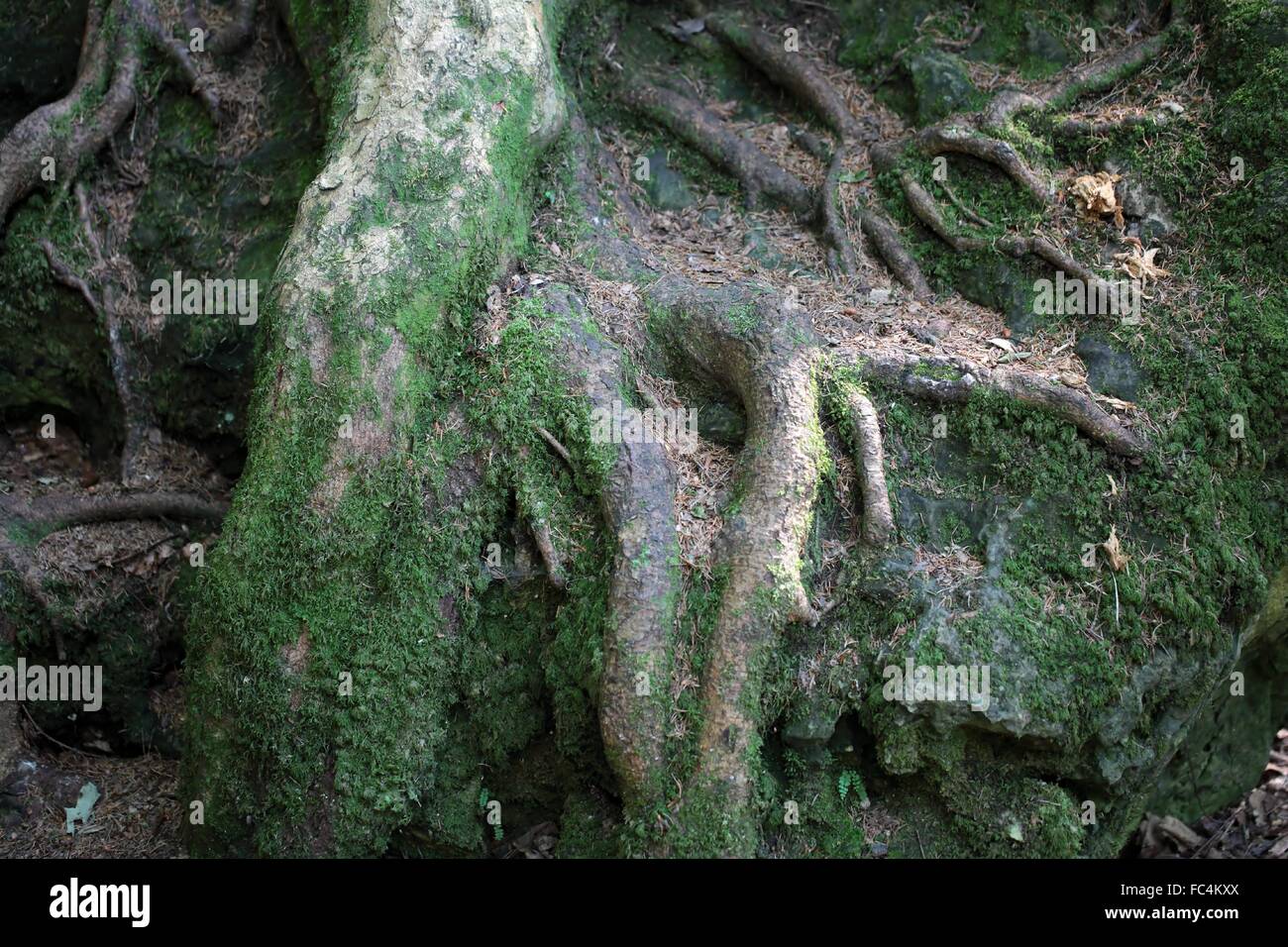 Wurzeln, die auf einem Felsen mit Moos gewachsen. Stockfoto