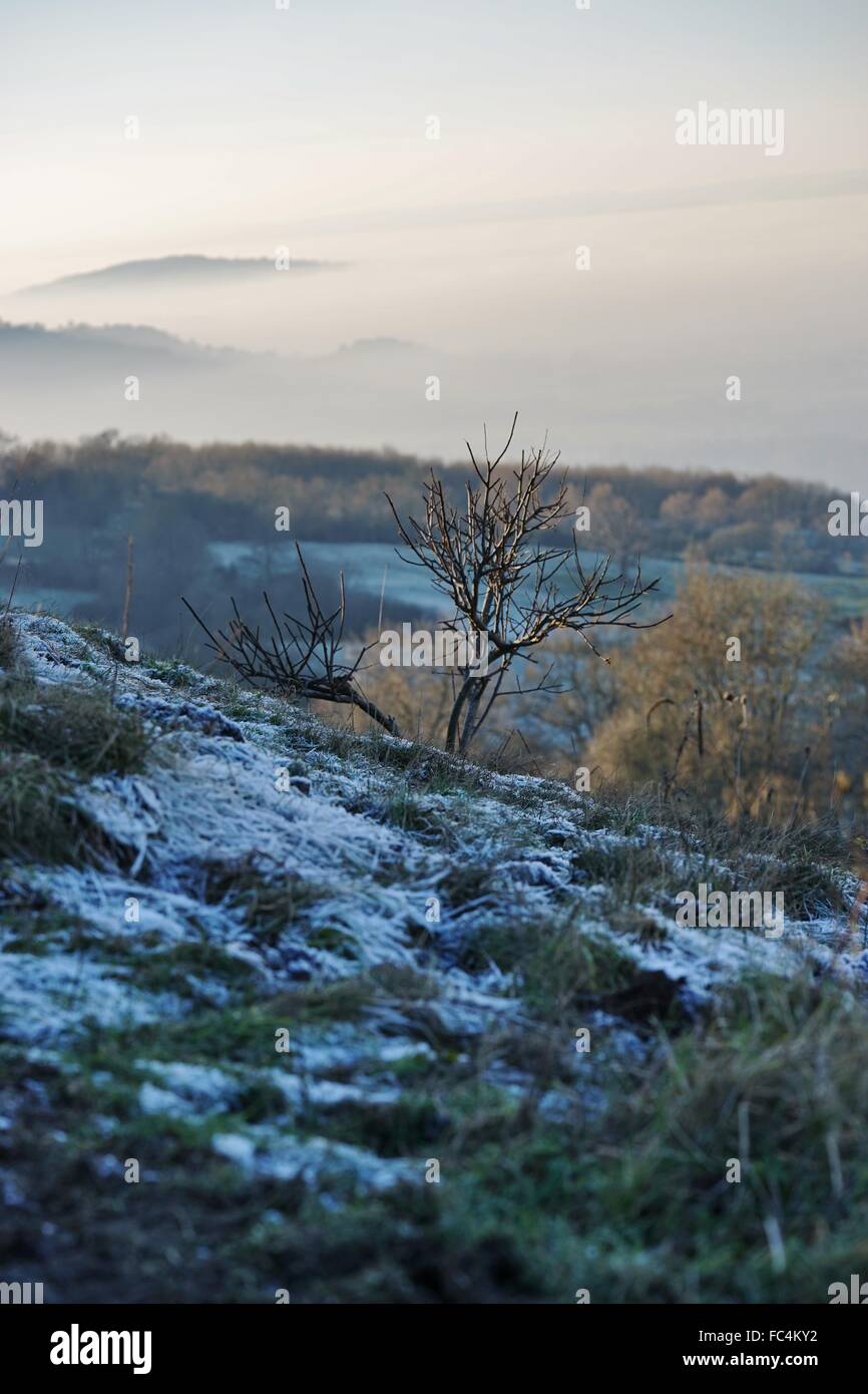 Botanik englischen Landschaftsgartens Eisblumen Winter Makro Stock Fotografie Stockfoto