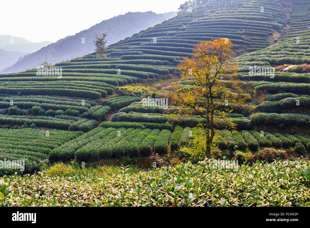 Ein Teppich von Teepflanzen auf Meijiawu Tee Dorf am westlichen Ende der Westsee in Hangzhou. Es ist berühmt für seine Longjing Tee Stockfoto