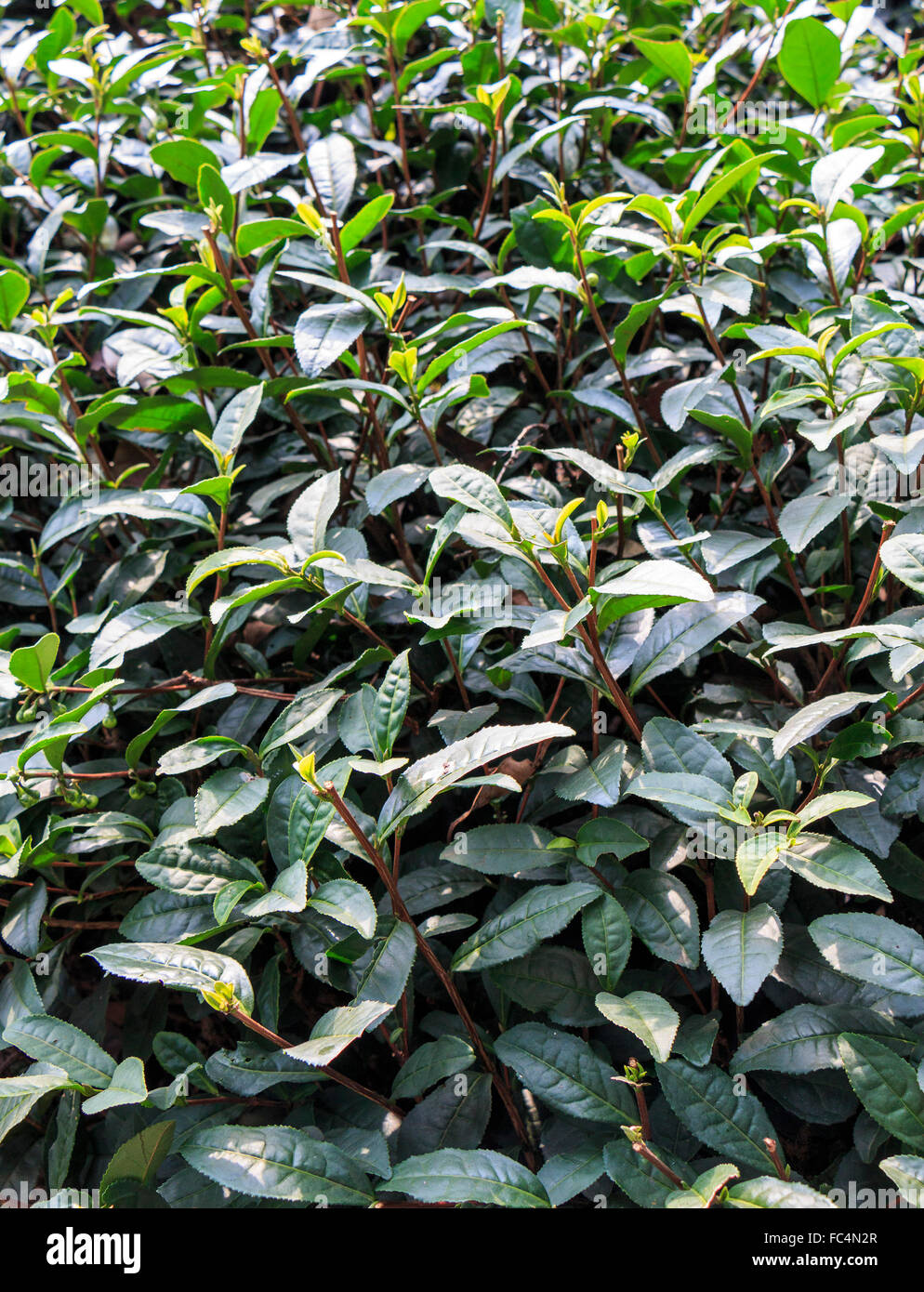 Ein Teppich von Teepflanzen am Westende der Westsee in Hangzhou. Es ist berühmt für seine Longjing Tee Stockfoto