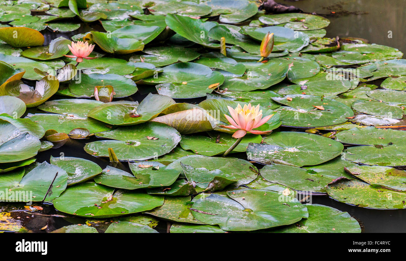 Blühenden Lotusblumen. Die Lotusblume ist Reinheit und Schönheit in den Religionen des Buddhismus und Hinduismus zugeordnet. Stockfoto