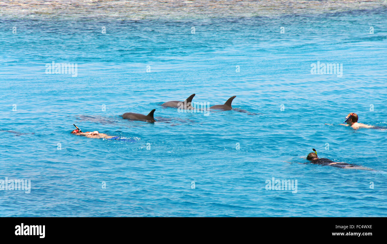 Schnorcheln mit Delfinen Stockfoto