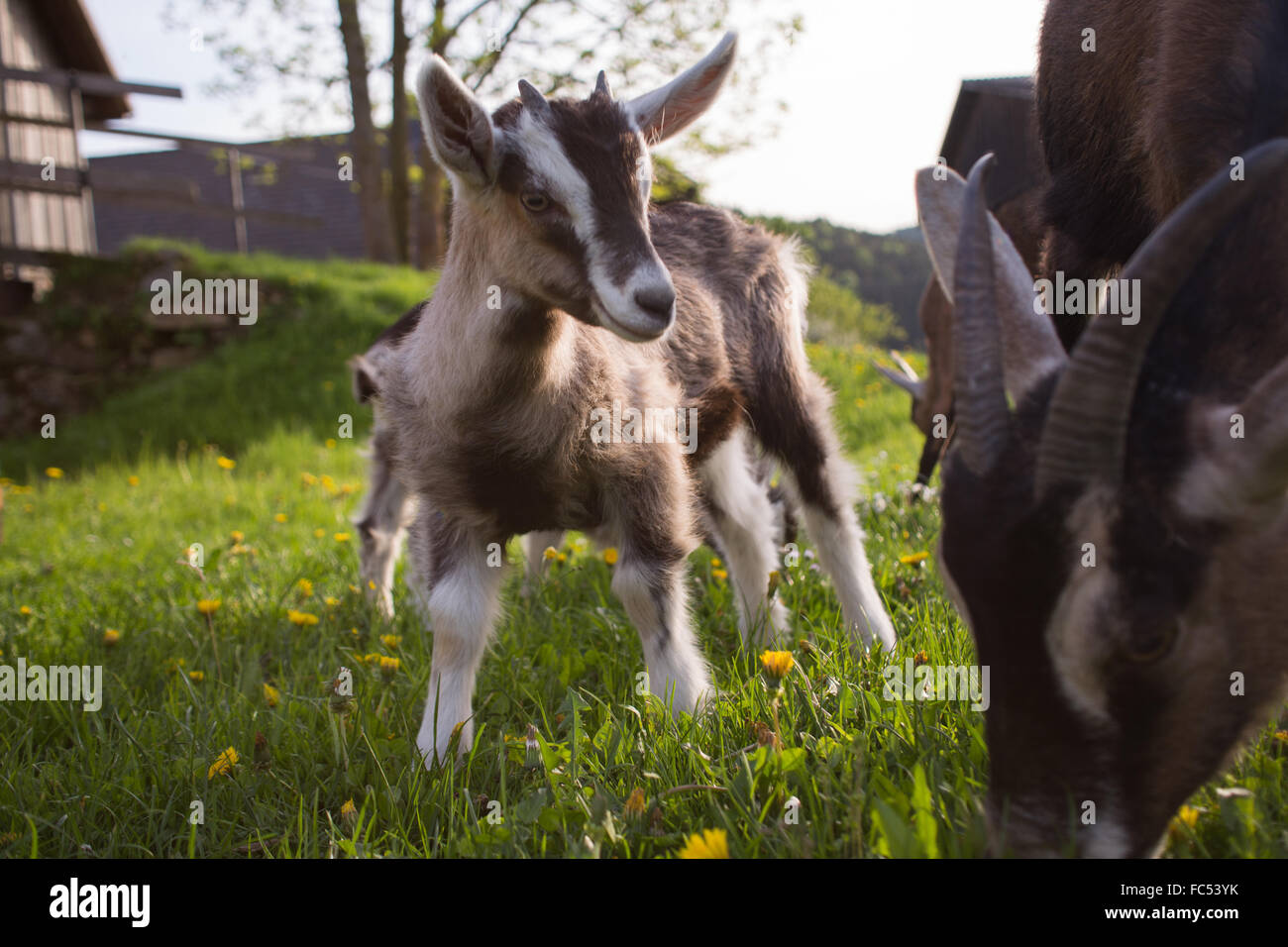kleine Ziege auf einem Bauernhof Stockfoto