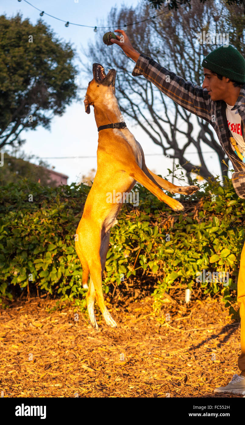 Australische Rinder mix Hund springt für Kugel Stockfoto