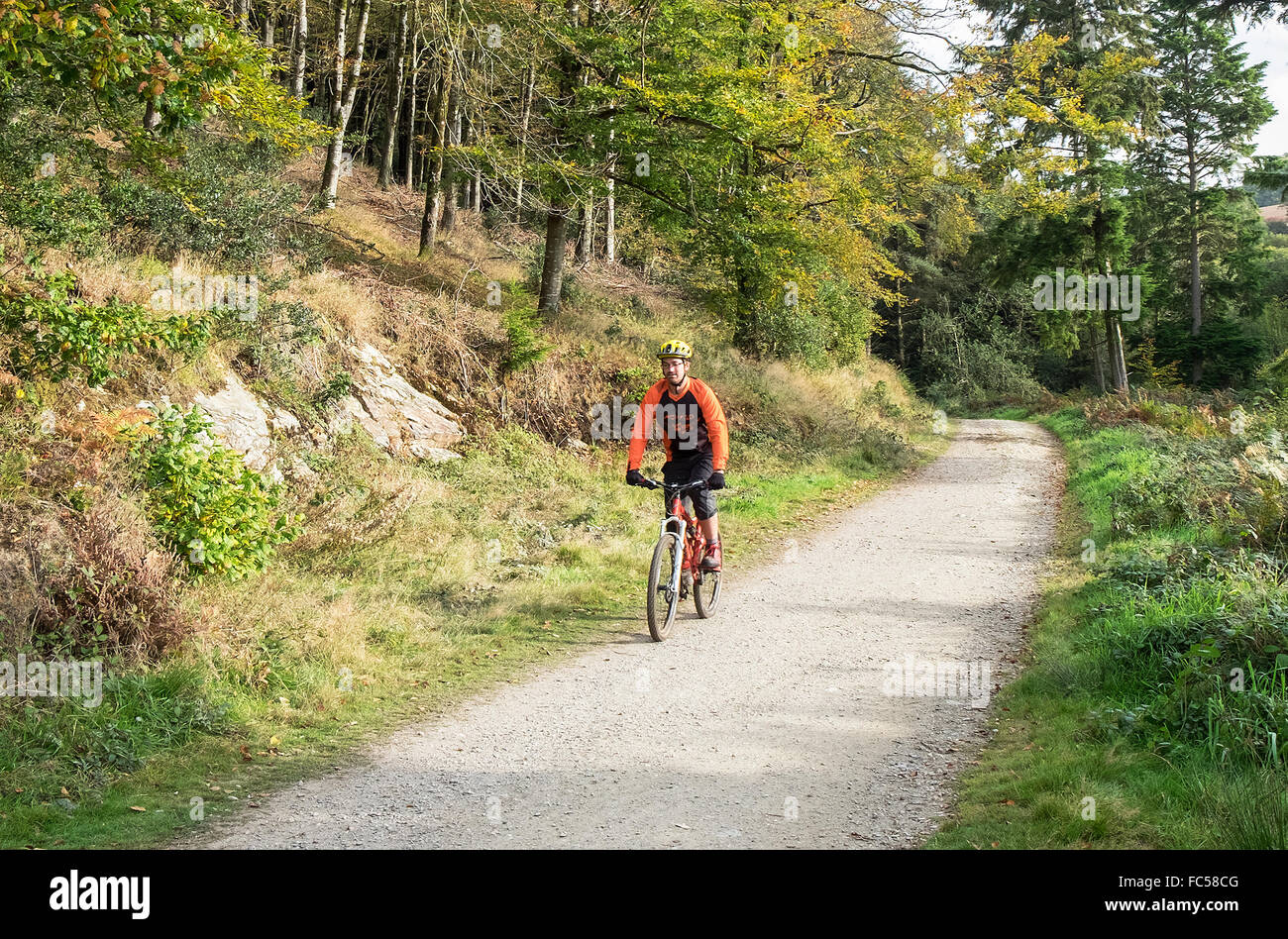 Ein Radfahrer in Idless Wald in der Nähe von Truro in Cornwall, Großbritannien Stockfoto