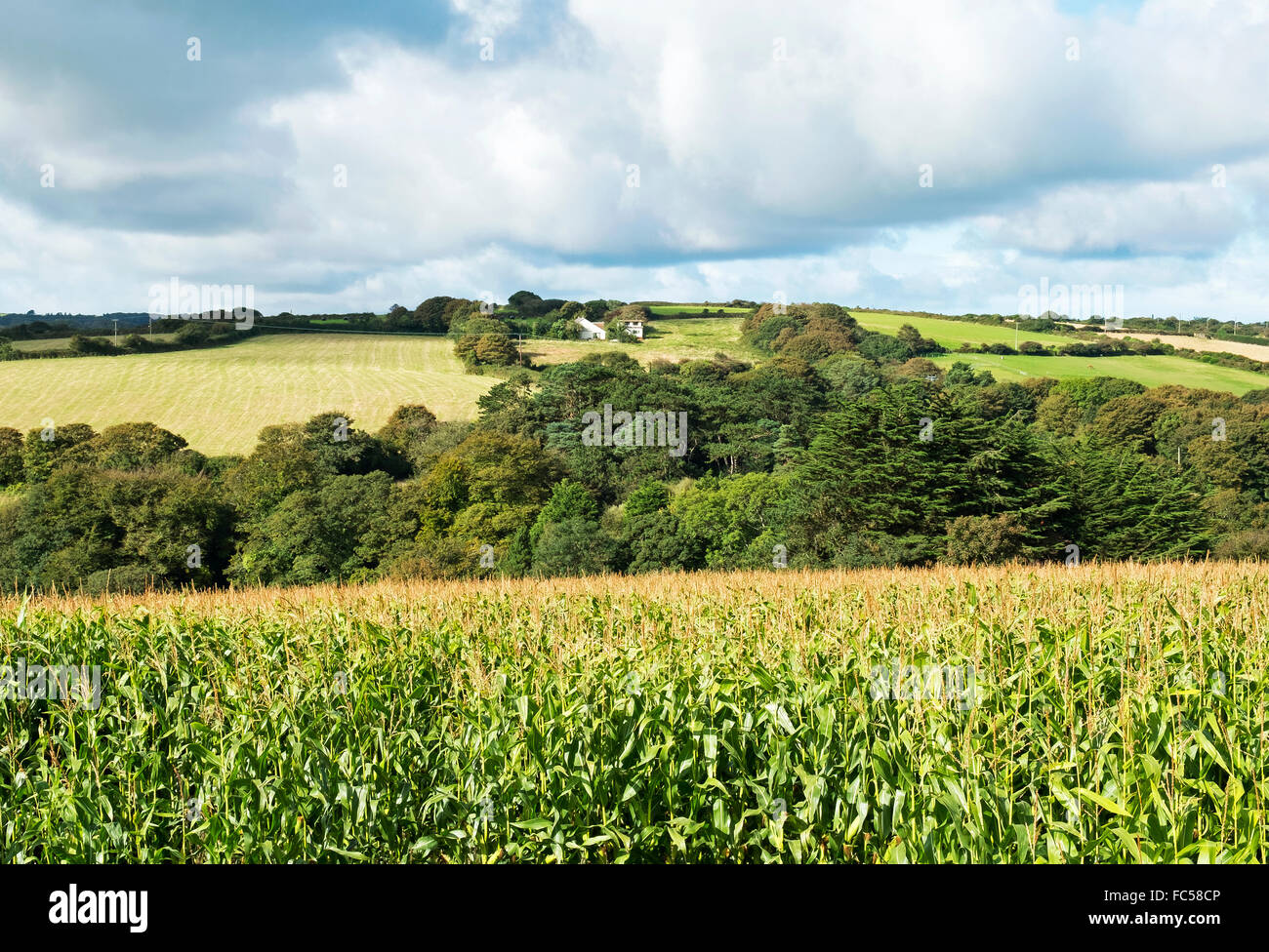 Ein Mais-Ernte wächst in Cornwall, England, uk Stockfoto
