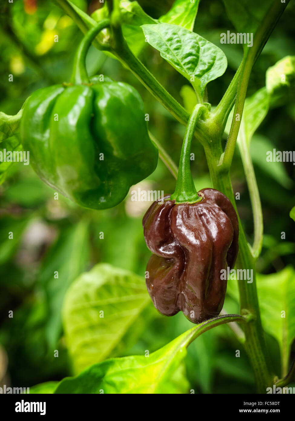 Zwei Habanero Paprika noch an einer Pflanze. Stockfoto