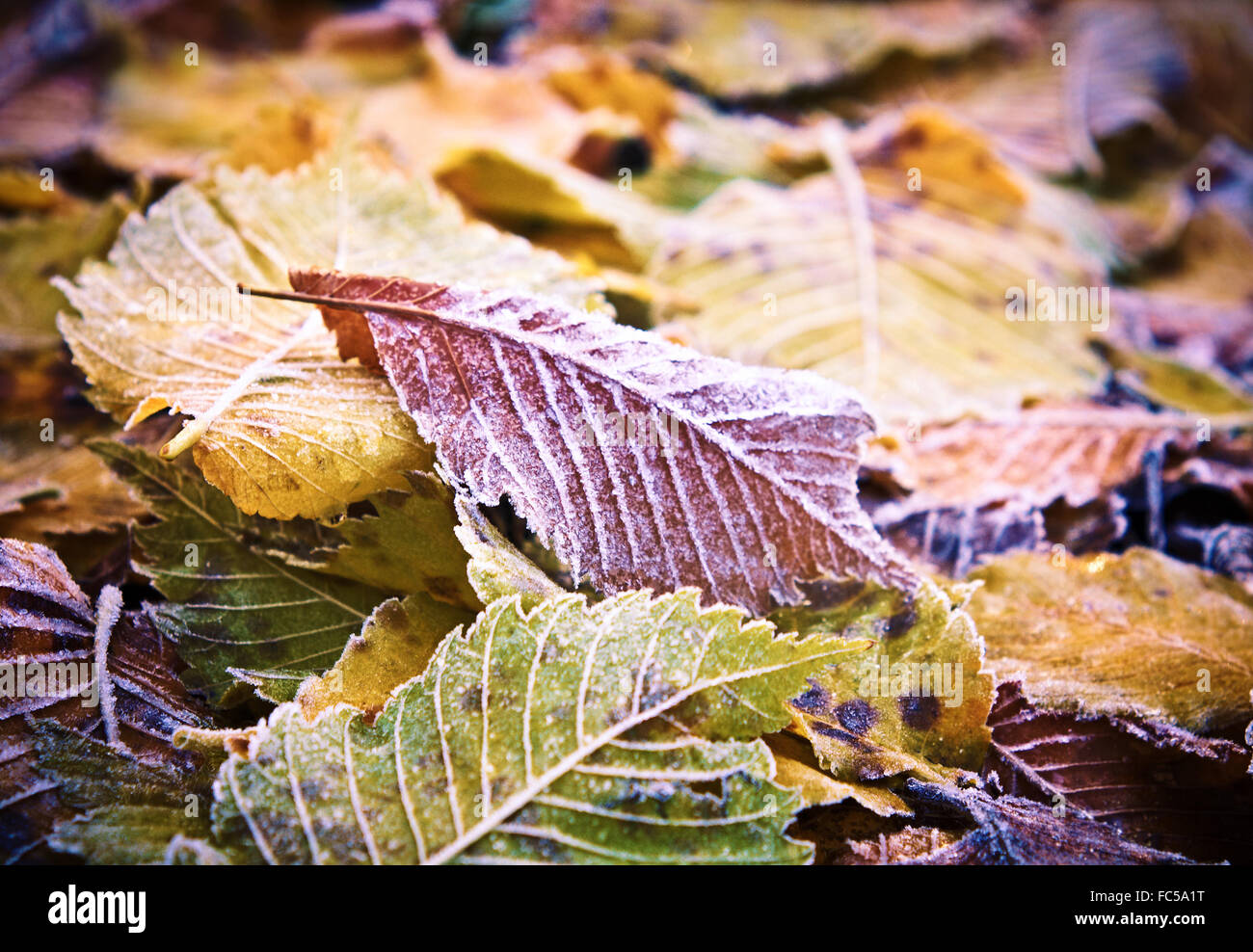 Herbstlaub mit Abstauben von Frost. Stockfoto