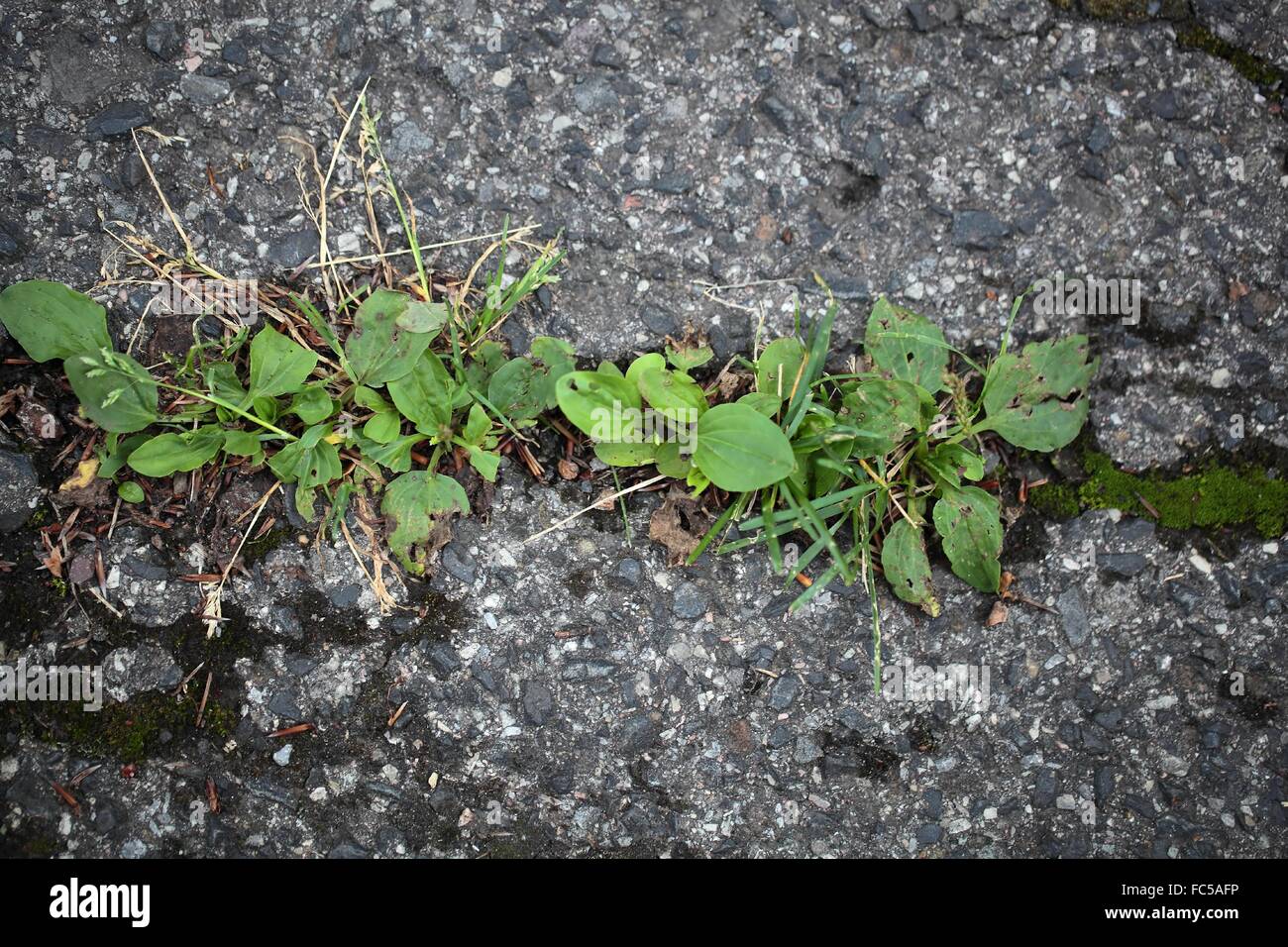 Grüne Pflanzen wachsen auf eine geteerte Straße. Stockfoto