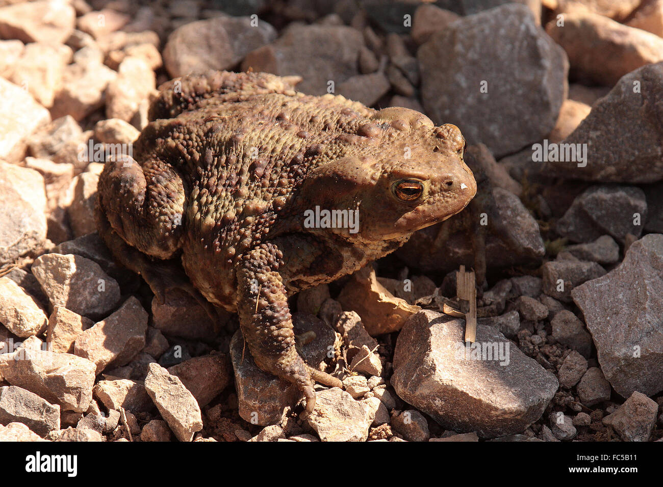 Gemeinsamen Toad [Bufo Bufo] Stockfoto