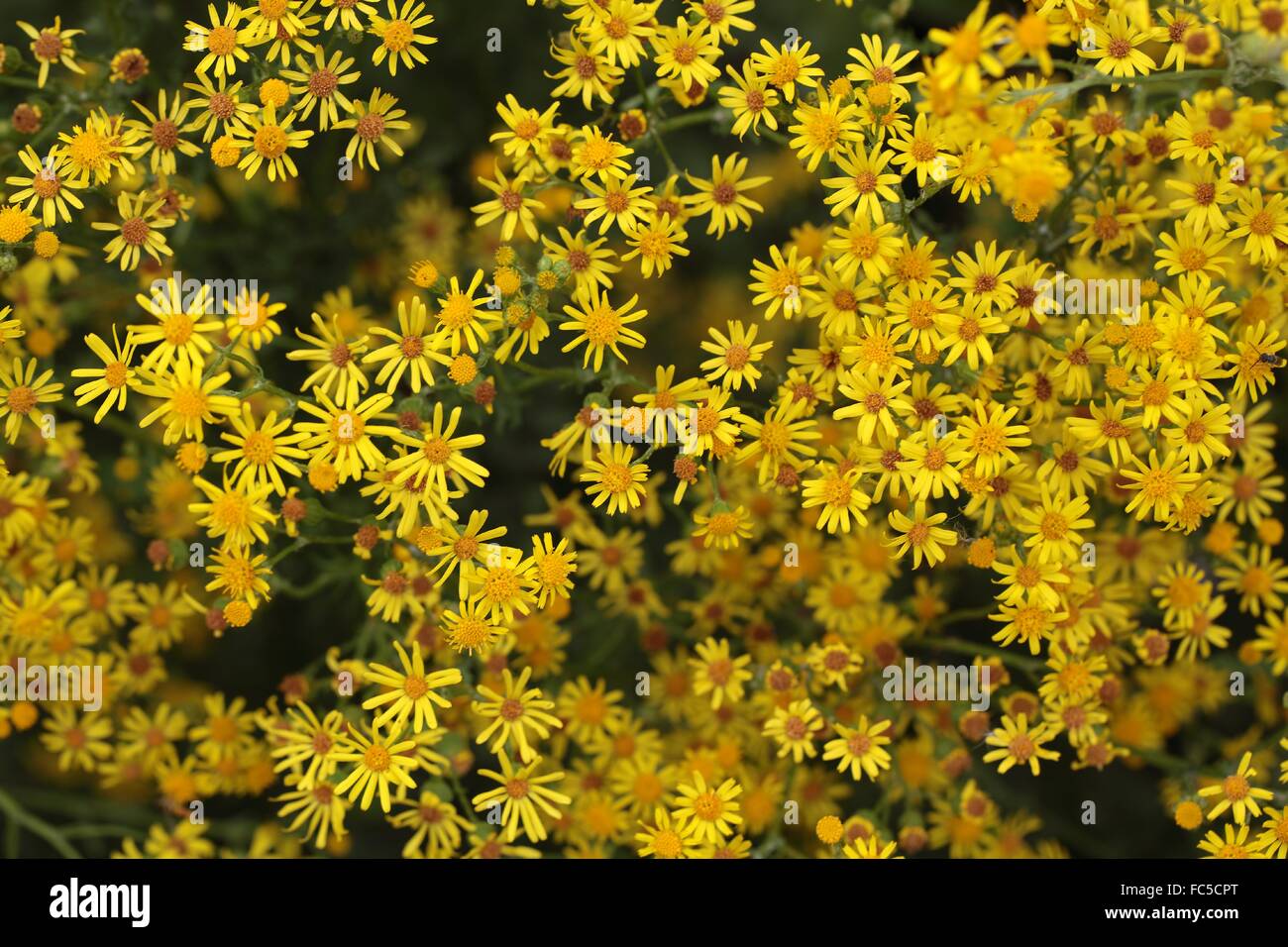 Kreuzkraut (Jacobaea Vulgaris) Stockfoto