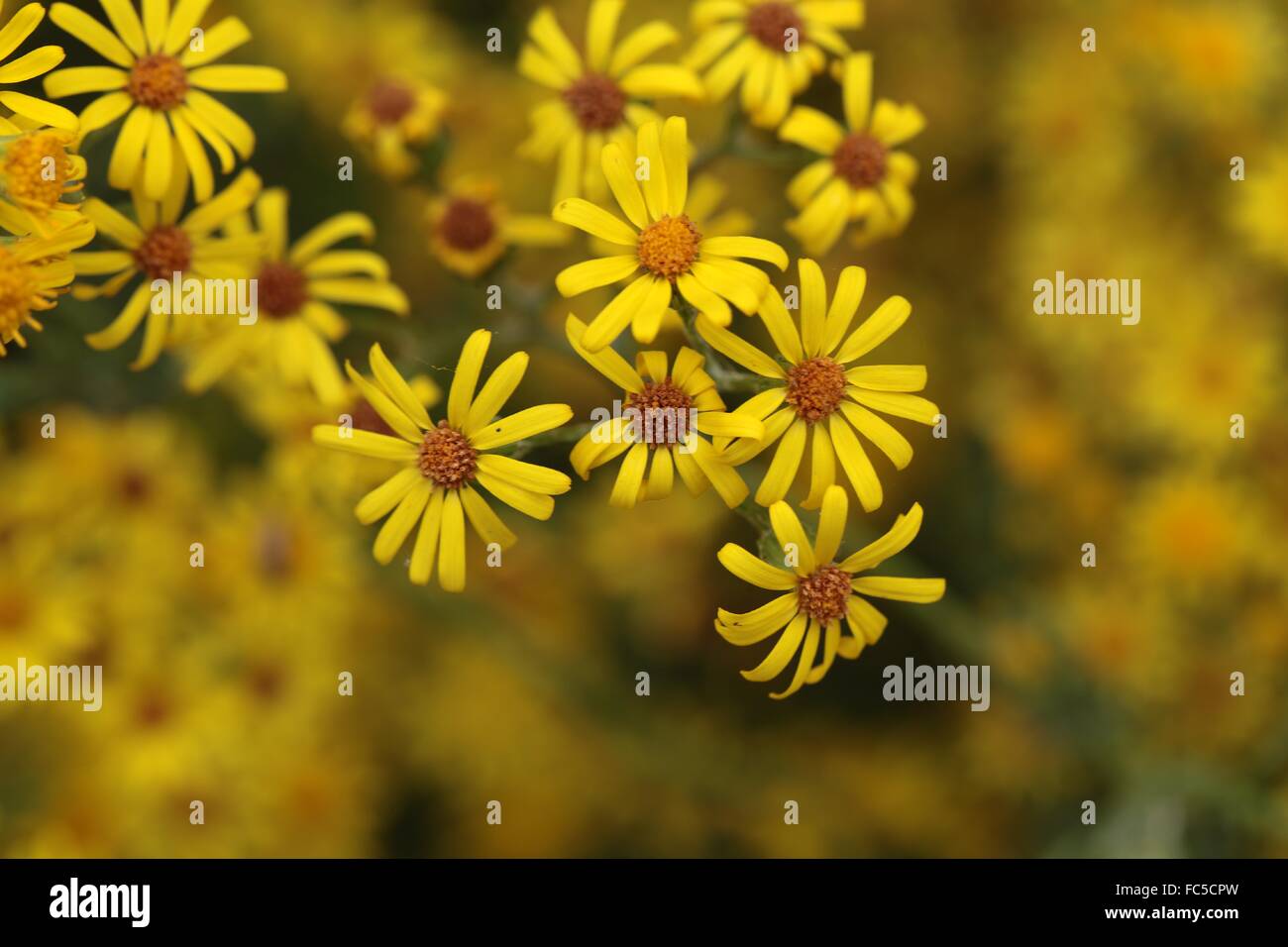 Kreuzkraut (Jacobaea Vulgaris) Stockfoto