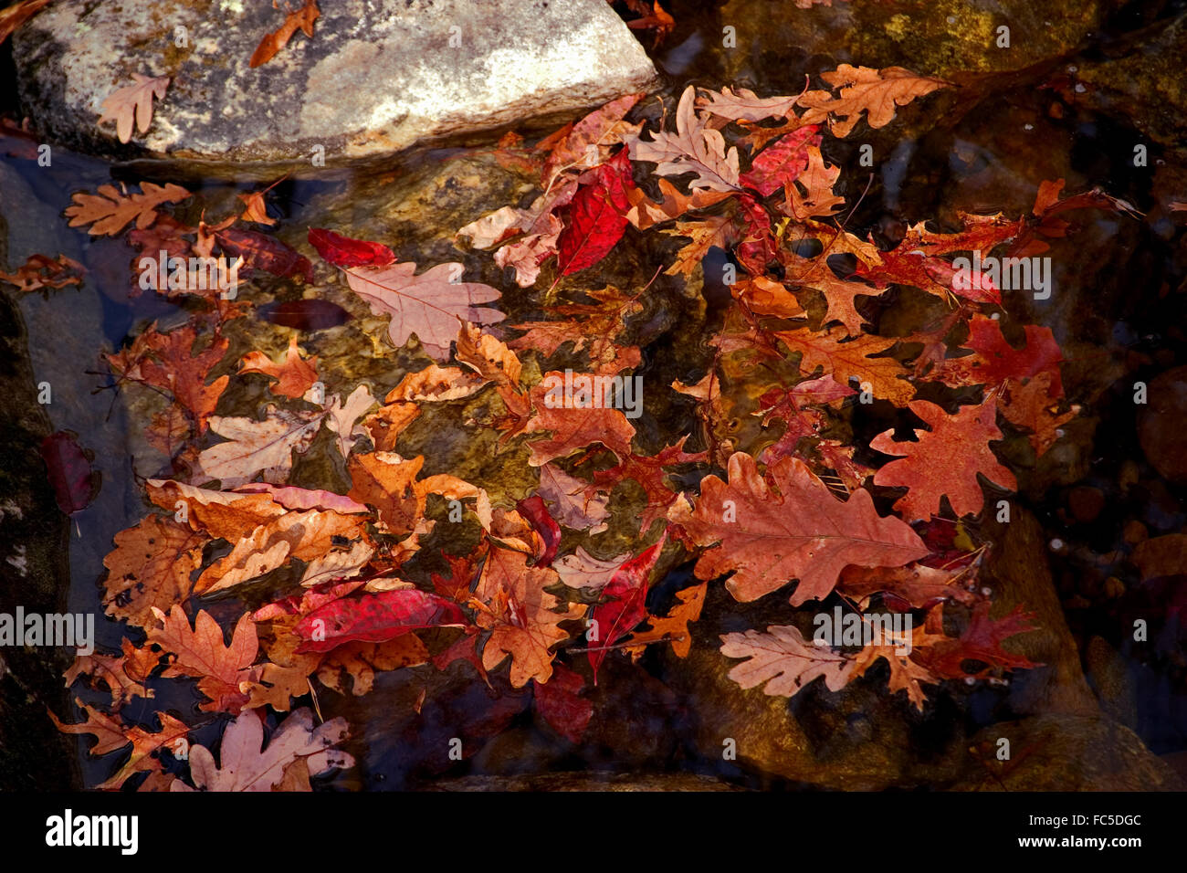 Buntes Herbstlaub schwebend in einem Gebirgsbach in North Georgia, USA. Stockfoto