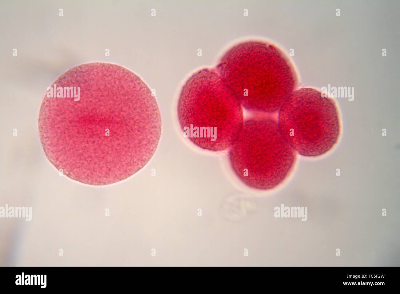 Eizellen unter dem Mikroskop Stockfoto
