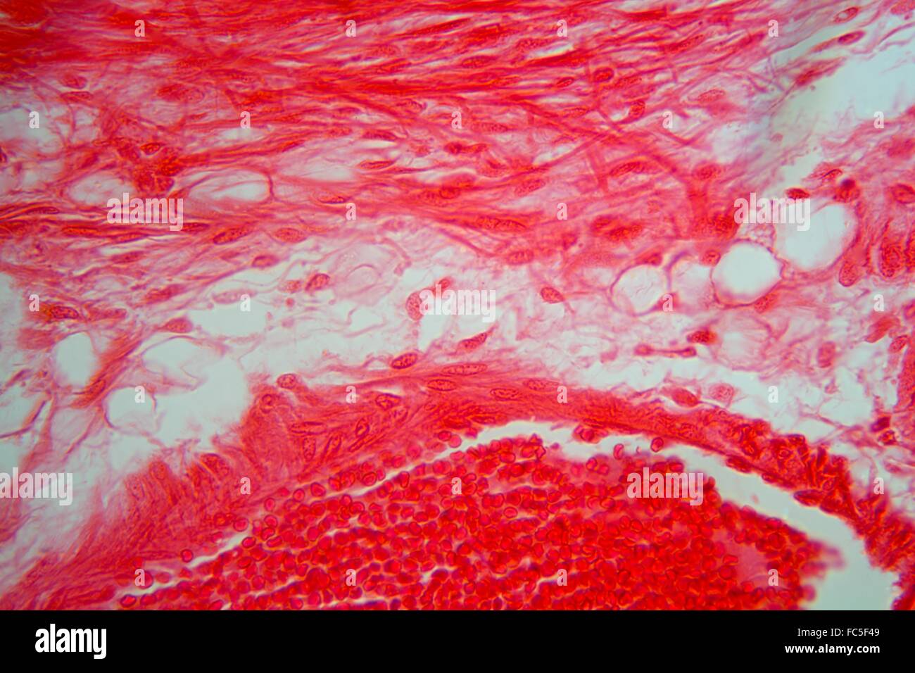 Zellen der Luftröhre Gewebe unter dem Mikroskop Stockfoto