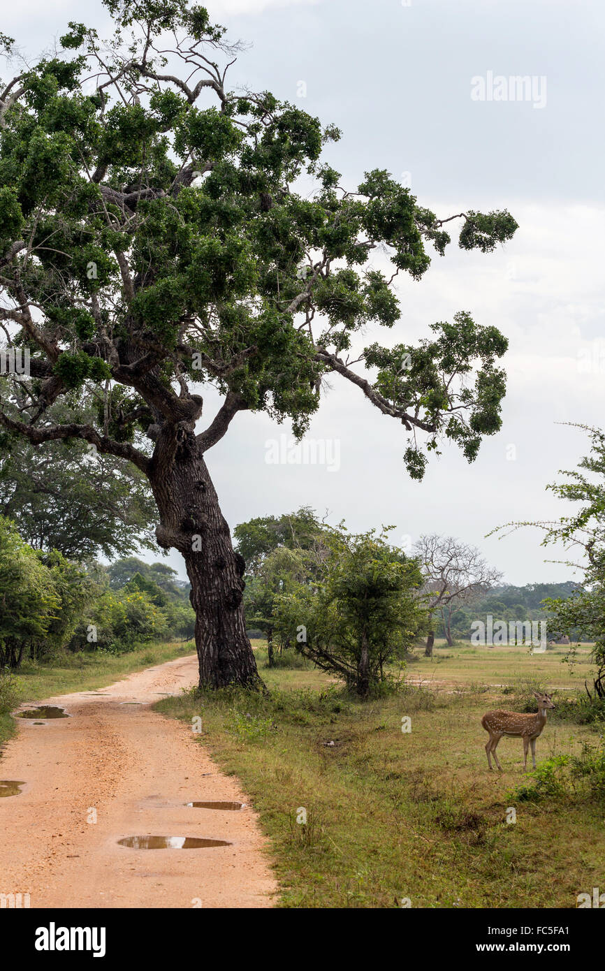 Kumana National Park, ehemals Yala East, Kumana, Eastern Province, Sri