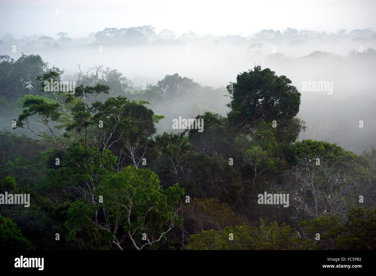 Amazonas-Regenwald von Baldachin in Ecuador gesehen Stockfoto